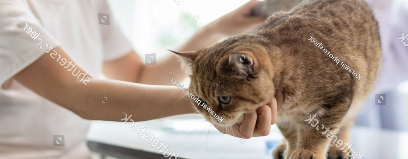 Veterinarian gently holding a tabby cat during a clinic examination